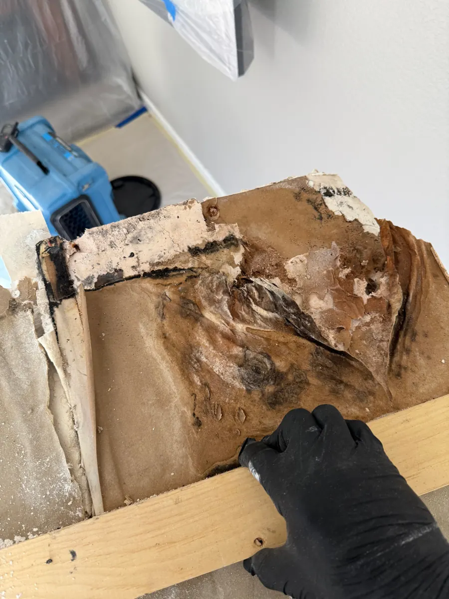 Removed drywall with dark growth on the back held by a gloved hand in a Southern Highlands home